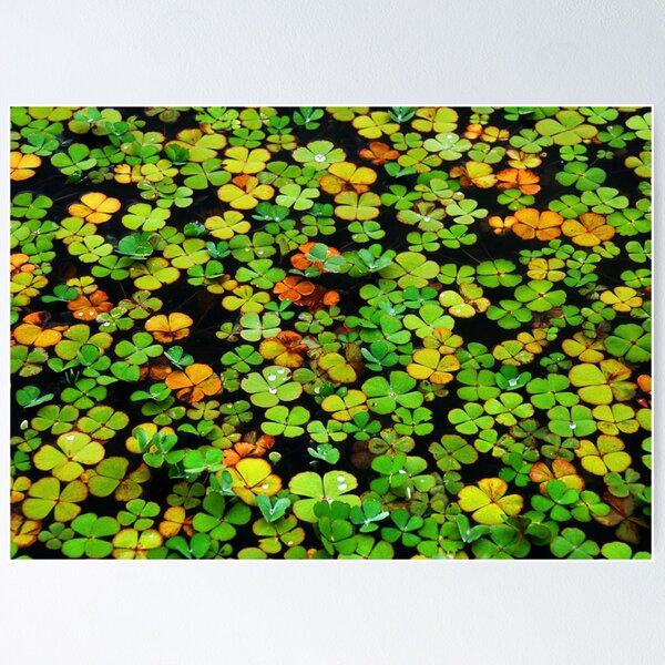 Item preview, Nardoo designed and sold by Ern Mainka.