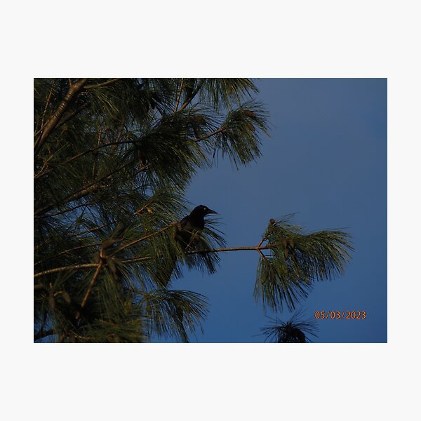 Item preview, The Pale-Eyed Blackbird designed and sold by Honey4rog.