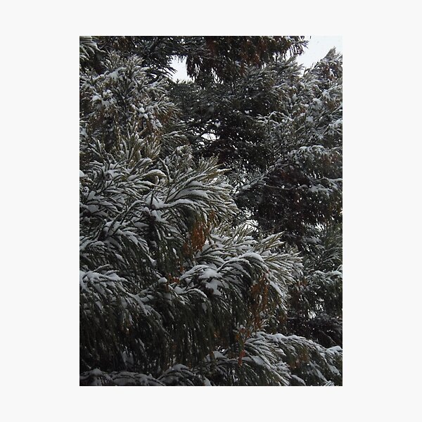 Item preview, Through the Winter Branches designed and sold by Honey4rog.