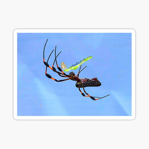 Item preview, African Spider haning in the air by its web.  1B RZ 6/23 designed and sold by Unlimited Imagination .