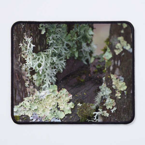 Item preview, Lichen on Fence, 2 designed and sold by Tracy Engle.