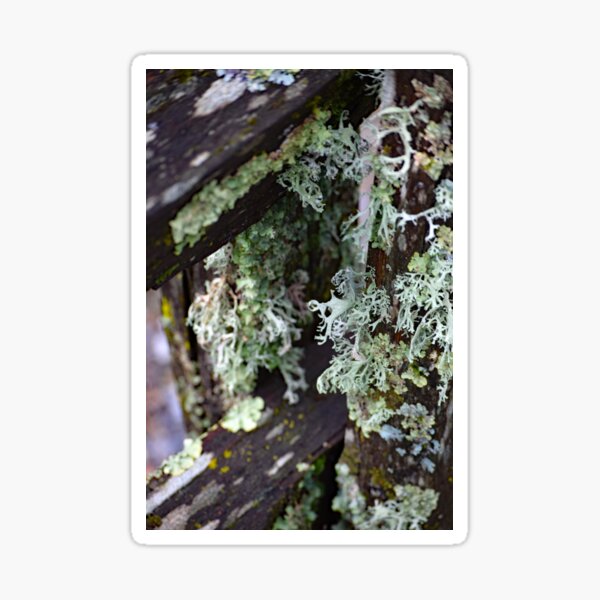 Item preview, Lichen on Fence designed and sold by Tracy Engle.