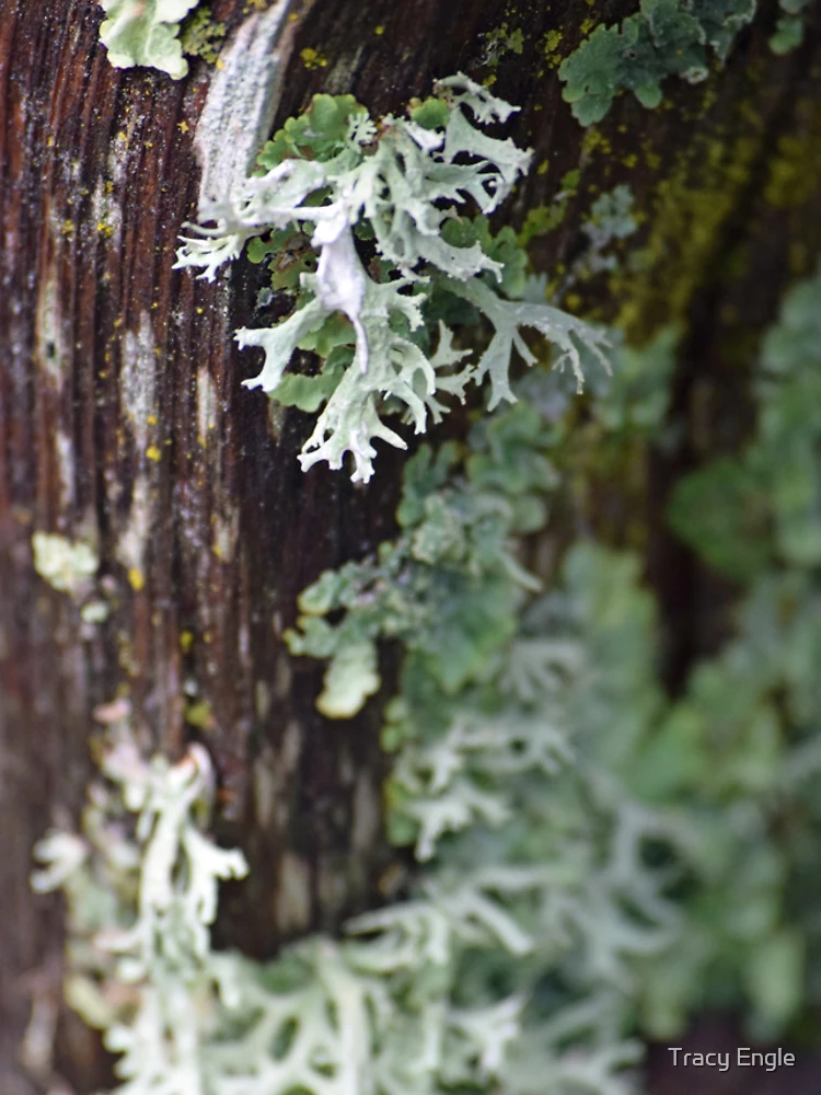 Thumbnail 5 of 5, iPhone Case, Lichen designed and sold by Tracy Engle.
