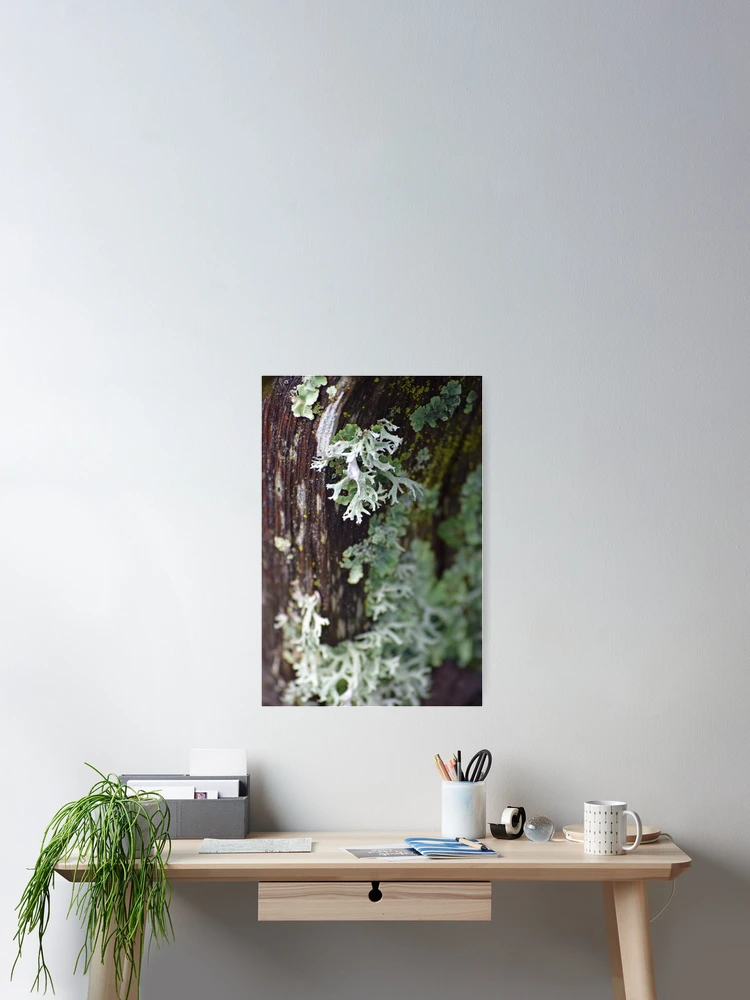 Thumbnail 2 of 3, Poster, Lichen designed and sold by Tracy Engle.