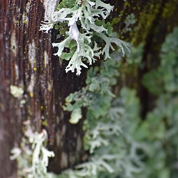 Artwork thumbnail, Lichen by Tracy Engle