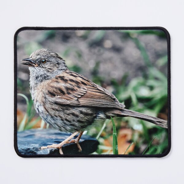 Aperçu de l'œuvre Dunnock créée et vendue par Tom McPherson Photography.