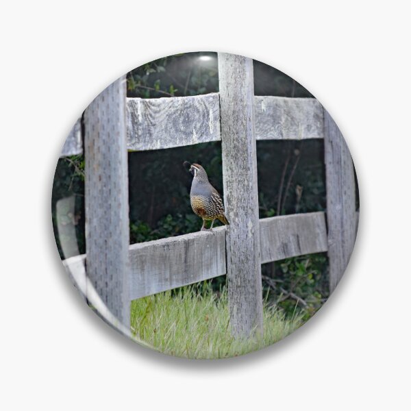 Item preview, Quail Waiting designed and sold by Tracy Engle.
