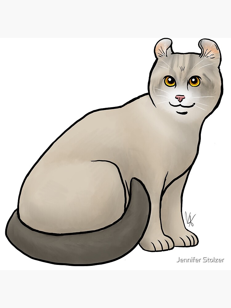 Cat American Curl Shorthair Tan