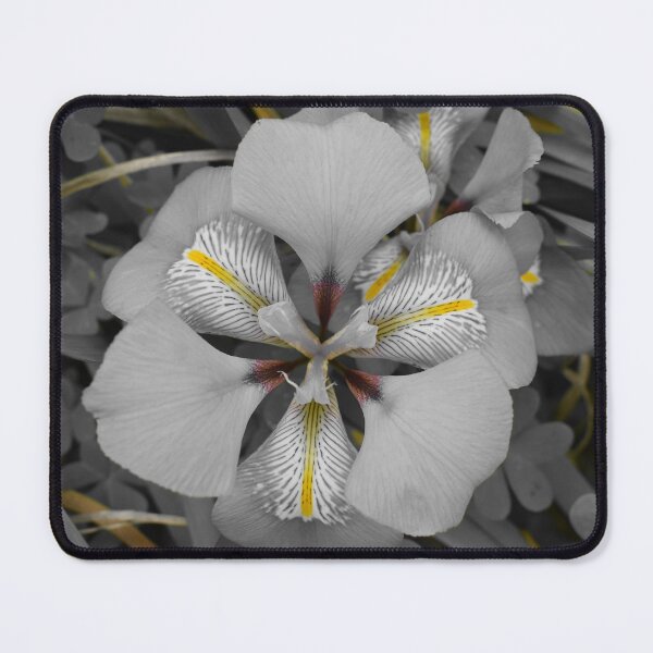 Item preview, Isolated Beauty of Algerian Iris designed and sold by Yolanda Caporn Art.