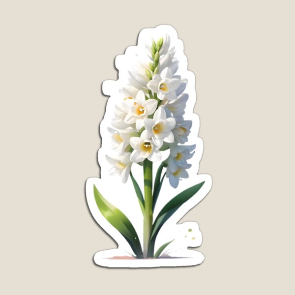 Aperçu de l'œuvre Jacinthe blanche créée et vendue par hometown86.