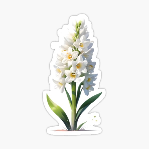 Aperçu de l'œuvre Jacinthe blanche créée et vendue par hometown86.
