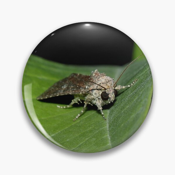 Item preview, Cabbage Looper Moth Close-Up | Macro Insect Photography Artwork designed and sold by WingsOfWonders.