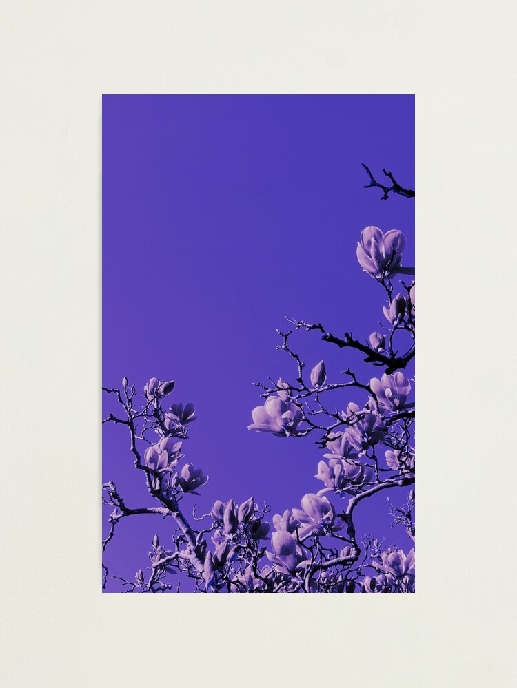 Thumbnail 1 of 3, Photographic Print, Exclusive cover art from Wild Valley Falling Stars designed and sold by TraceDonella.