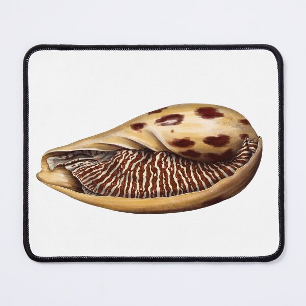Item preview, Melo Melo Sea Snail - Bailer Shell  designed and sold by TasiaZenzura.