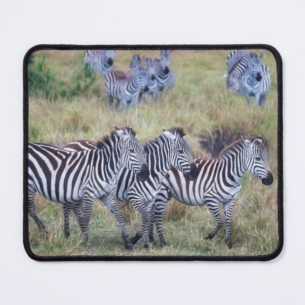 Item preview, Three Zebras in the Masai Mara Kenya designed and sold by PhotoArt by Joan Carroll.