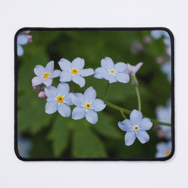 Item preview, Oh those blues. Wood forget-me-not designed and sold by Jouko Lehto Photography.