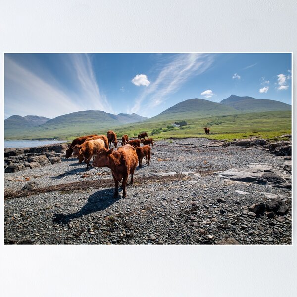 Item preview, Loch Na Keal Cows designed and sold by CEastwoodPhotos.