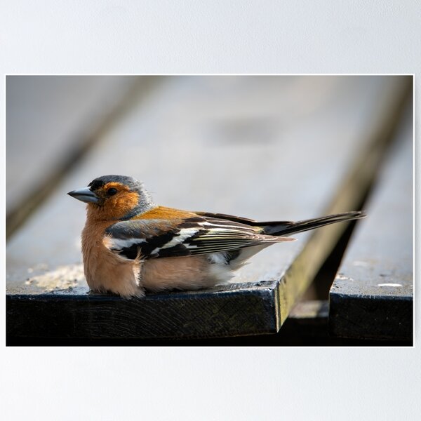 Item preview, Cheeky Chaffinch  designed and sold by CEastwoodPhotos.