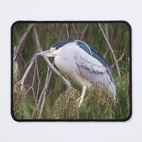 Item preview, Black-Crowned Night Heron designed and sold by CarolM.