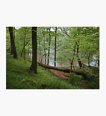 Where the Forest Meets the Creek Photographic Print