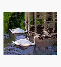 Swans, Evening swim. Photographic Print