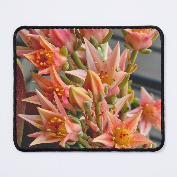 Item preview, Succulent Blooms in Full Glory designed and sold by Betsy Phillips.