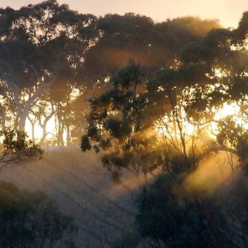 Artwork thumbnail, Sunrise on Bennys Hill by Adelaide artist Avril Thomas at Magpie Springs by MagpieSprings
