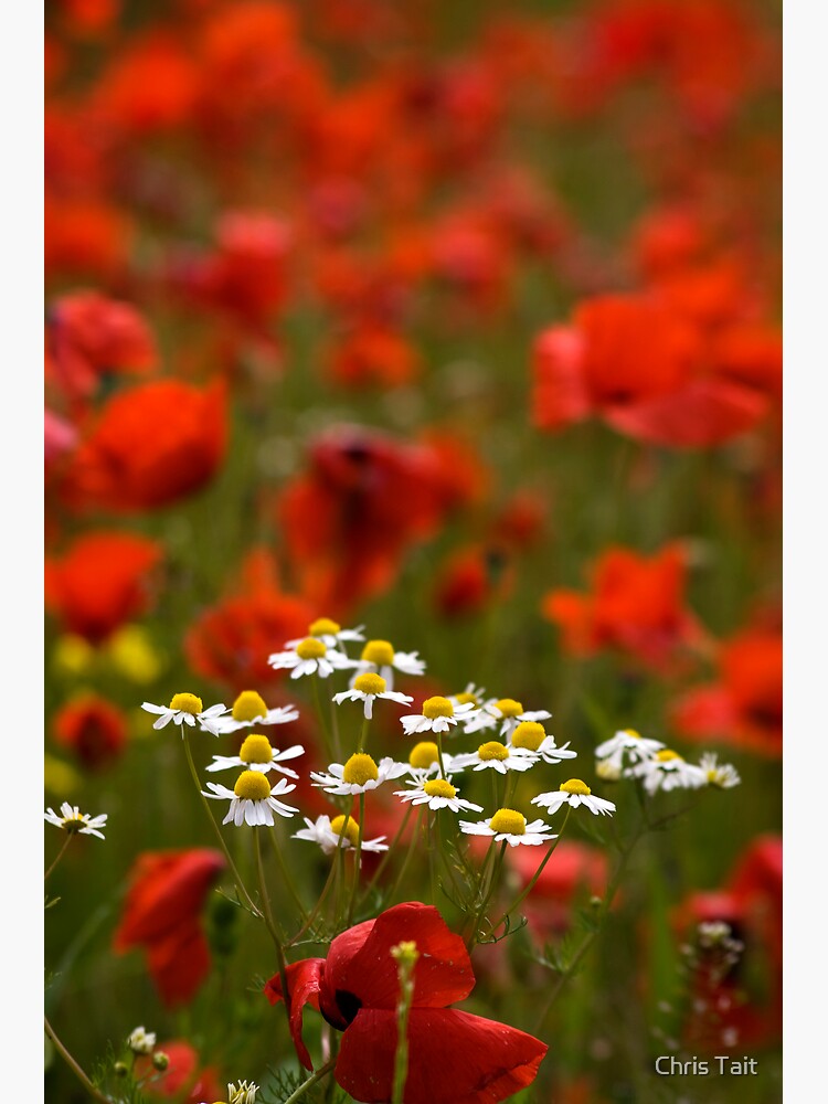 Poppies and Daises by christait