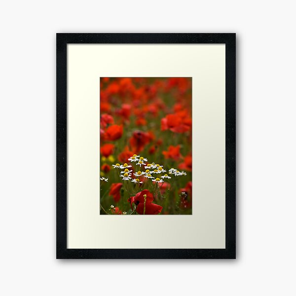Poppies and Daises Framed Art Print