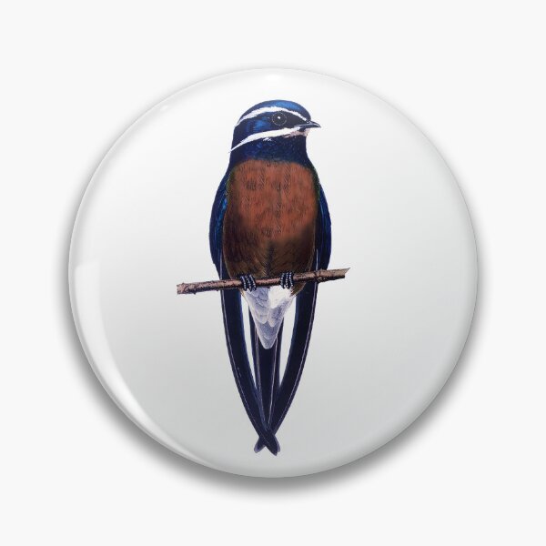 Item preview, Whiskered Treeswift, the most beautiful swallow designed and sold by wonderisland.
