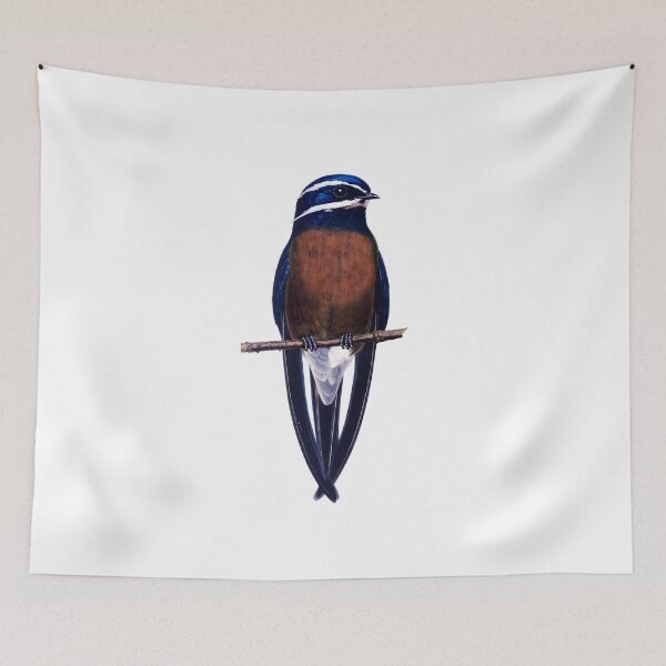 Item preview, Whiskered Treeswift, the most beautiful swallow designed and sold by wonderisland.