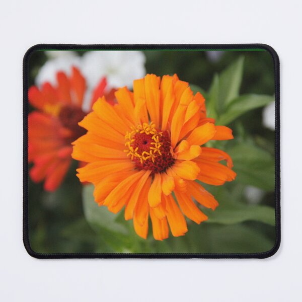 Item preview, Zinnia Photo designed and sold by Sky-99.