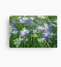 Iris mix Canvas Print