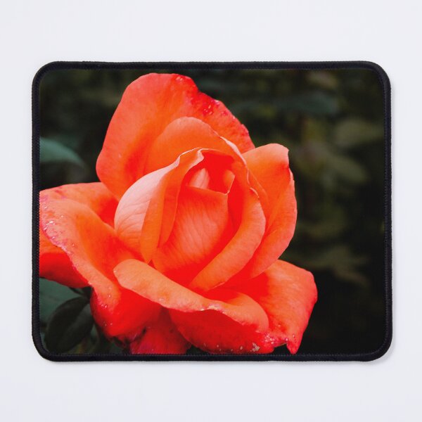 Item preview, Orange Rose designed and sold by PhotosByArt.