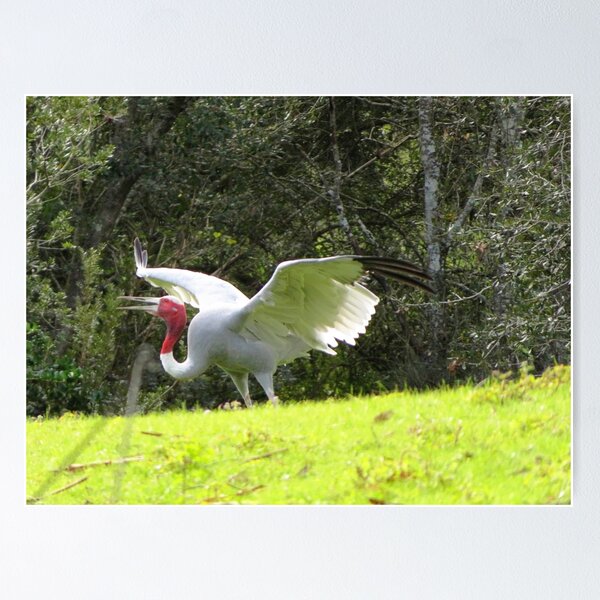 Item preview, Sarus Crane Wings designed and sold by ShutterbugBttns.