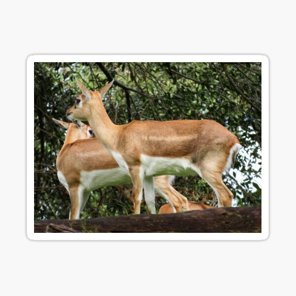 Item preview, Impala designed and sold by ShutterbugBttns.