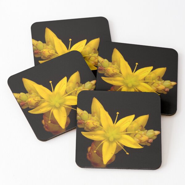 Item preview, Yellow Succulent Flower Macro – Star-Shaped Sedum Close-Up on Black Background designed and sold by Goiko7Margarita.