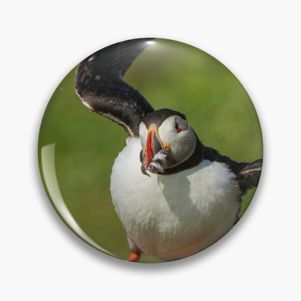 Item preview, A Puffin waving with a beakful of fish designed and sold by TravellingFatmn.