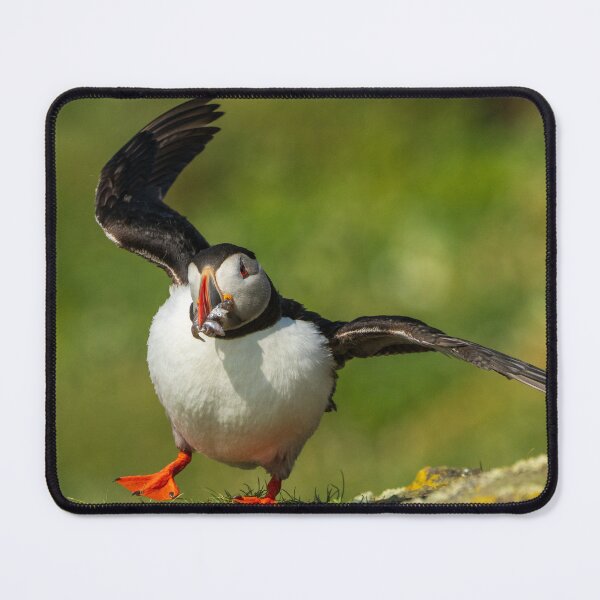 Item preview, A Puffin waving with a beakful of fish designed and sold by TravellingFatmn.