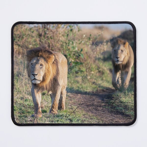 Item preview, Two Lions on a Mission Masai Mara Kenya designed and sold by PhotoArt by Joan Carroll.