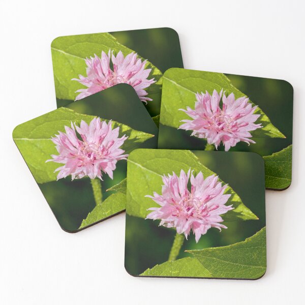 Item preview, Tiny pink Cornflower  designed and sold by Cblifeisgood.