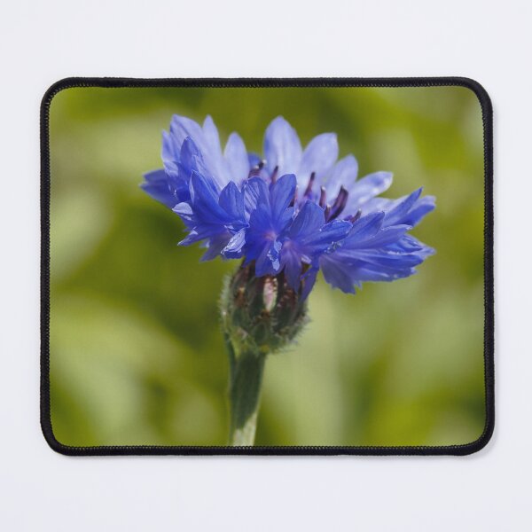 Item preview, Purple Cornflower  designed and sold by Cblifeisgood.