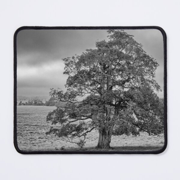 Item preview, A Tree in the Atherton Tablelands designed and sold by OzCamera.