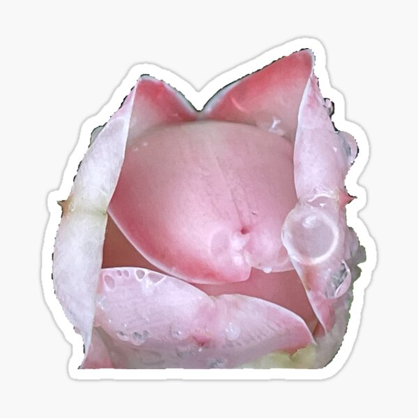 Item preview, pink rose bud blooming after the rain designed and sold by tnlisa.