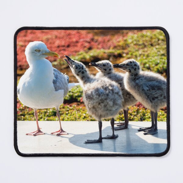 Item preview, Herring Gull with Her Young Chicks designed and sold by Dorset Girl.