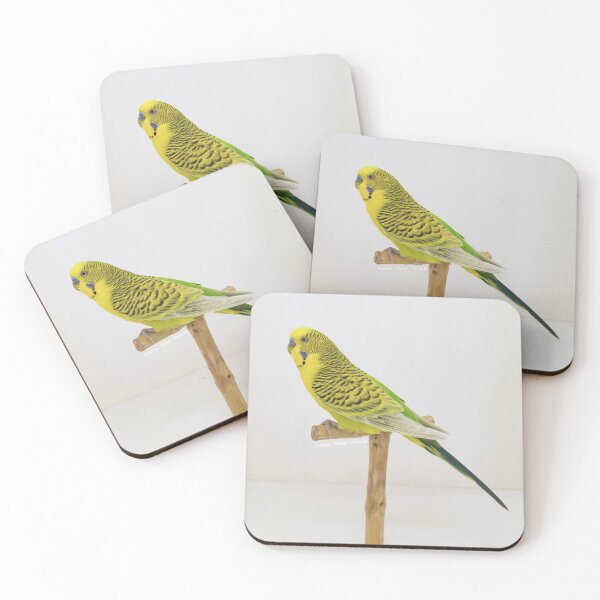 Item preview, Budgie - Model 7 designed and sold by Aviario Soler Alcaide.