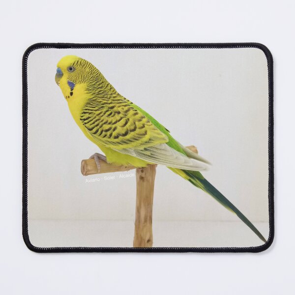 Item preview, Budgie - Model 7 designed and sold by Aviario Soler Alcaide.