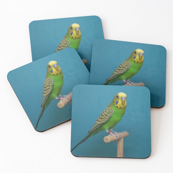 Item preview, Budgie - Model 8 designed and sold by Aviario Soler Alcaide.