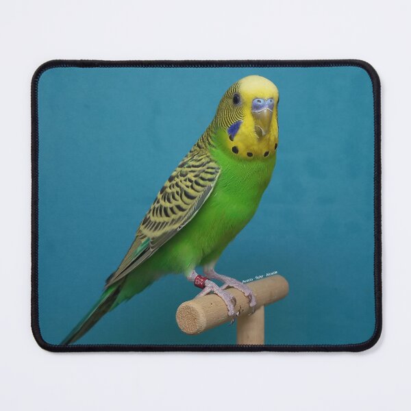 Item preview, Budgie - Model 8 designed and sold by Aviario Soler Alcaide.