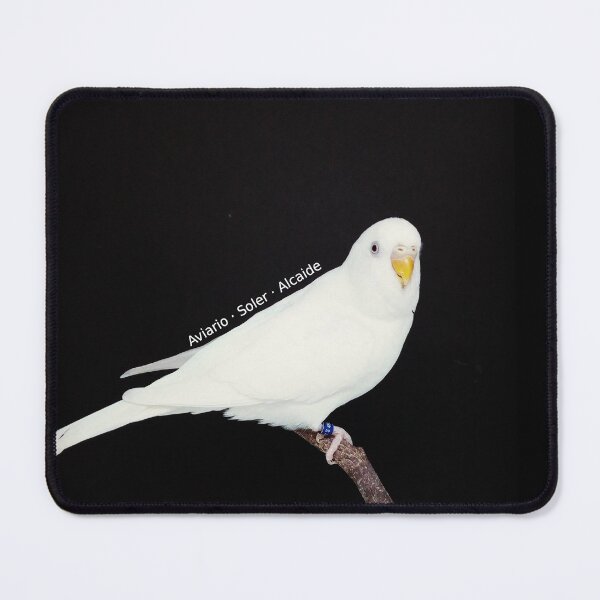 Item preview, Budgie - Model 2 designed and sold by Aviario Soler Alcaide.